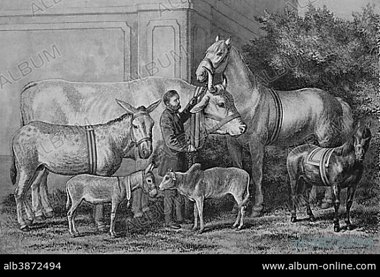 Gigantism and dwarfism in farm animals, historical engraving, 1883.