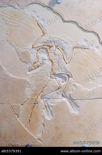 ArchÃ¤opteryx - fossil in Museum Solnhofen - Franconia - Germany.