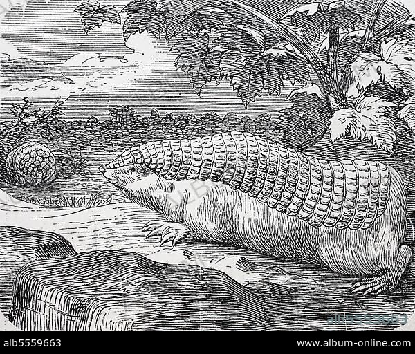 Gürtelmull, auch Kleiner Gürtelmull (Chlamyphorus truncatus), digital restaurierte Reproduktion einer Originalvorlage aus dem 19. Jahrhundert.