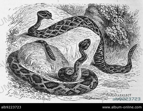 Reptiles, eastern diamondback rattlesnake (Crotalus adamanteus) is a species of rattlesnake and showersnake, Crotalus durissus, also known as Cascabel or Tropical Rattlesnake, Historic, digitally restored reproduction from a 19th century original.