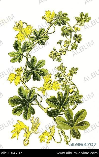 Nasturtium (Tropaeolum) peregrinum, Canary Creeper, canarybird flower, canarybird vine, or canary nasturtium, digital, restored reproduction of a 19th century original.