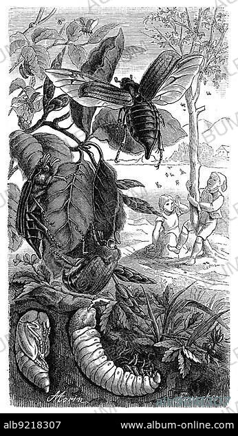 Insects, Field cockchafer (Melolontha melolontha), also known as common cockchafer, is a species of the leaf-horned beetle family with pupa and larva, grub, Historic, digitally restored reproduction from a 19th century original.