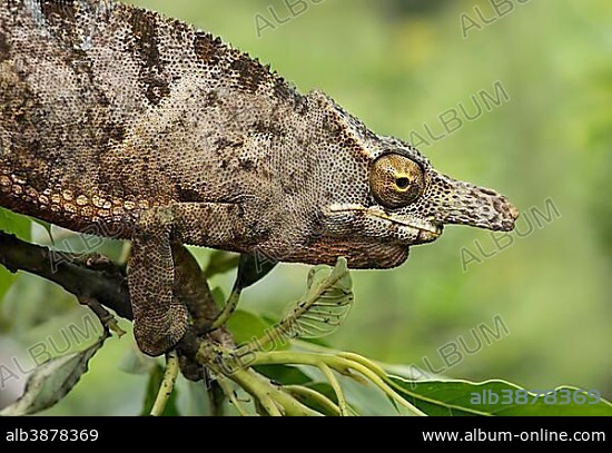 Chameleon (Furcifer bifidus), male on branch, portrait, endemic in Madagascar, Andasibe National Park, Madagascar, Africa.