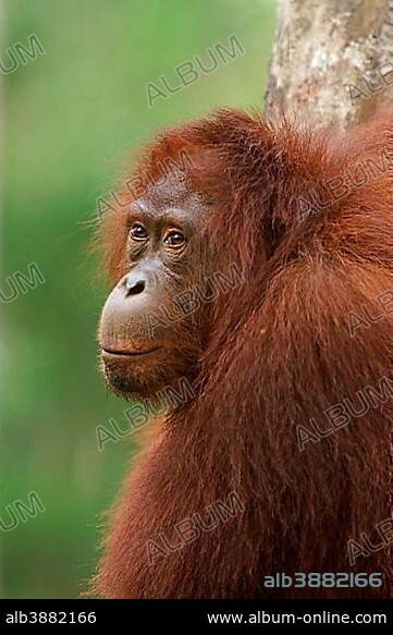 Bornean Orangutan (Pongo pygmaeus), Tanjung Puting National Park, Central Kalimantan, Borneo, Indonesia, Asia.
