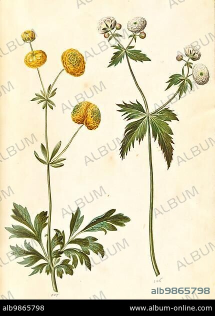 Tall buttercup (Ranunculus acris), gold button buttercup and Ranunculus aconitifolius, silver button buttercup, Historic, digitally restored reproduction from a 19th century original.