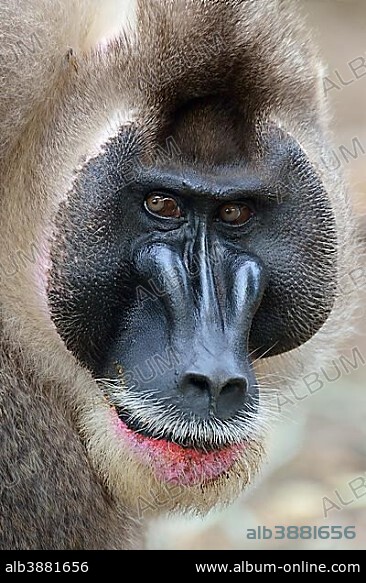 Drill (Mandrillus leucophaeus), male, animal portrait, captive, South-West Region, Cameroon, Africa.
