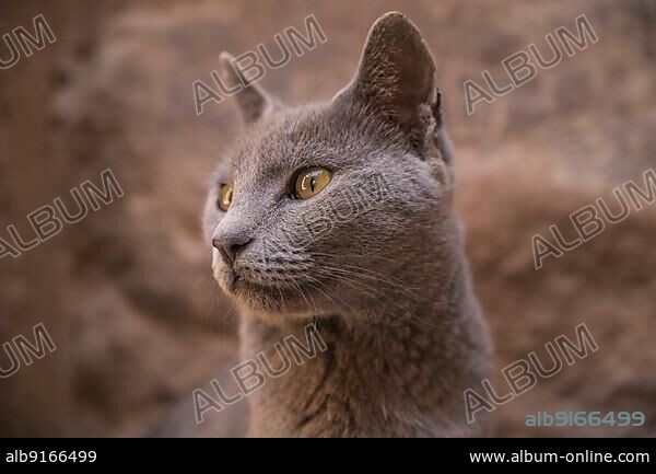 Cat in the temple complex Philae, Aswan, Egypt, Africa.