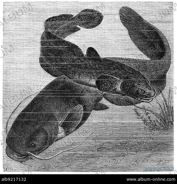 Fish, 1. burbot (Lota lota), bony fish of the burbot family, Kota vulgaris, 2. European catfish (Silurus glanis) or river catfish, is the largest pure freshwater fish in Europe, juvenile, Historic, digitally restored reproduction from a 19th century original.