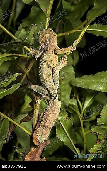 Satanic Leaf Tailed Gecko (Uroplatus phantasticus) in the tree, endemic, Anjozorobe National Park, Madagascar, Africa.