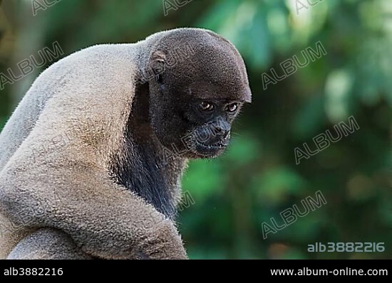 Brown Woolly Monkey or Humboldt's Woolly Monkey (Lagothrix lagotricha), vulnerable species, Amazonas State, Brazil, South America.