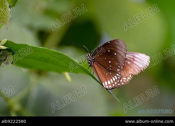 Common Crow (Euploea core) Butterfly.