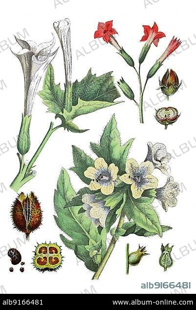 Common (Datura), Datura stramonium (top left), Virgin Tobacco, Nicotiana tabacum (top left), Black Henbane, Hyoscyamus niger (bottom), Historic, digitally restored reproduction of a 19th century original.