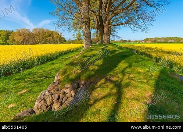 Megalithic grave Karlsminde, around 2500v. Chr. entrance, boulder, barrow, long-bed grave, history, archaeology, younger stone age, funnel beaker culture, rape field, forest, Waabs, landscape Schwansen, blue sky, Schleswig-Holstein, Germany, Europe.