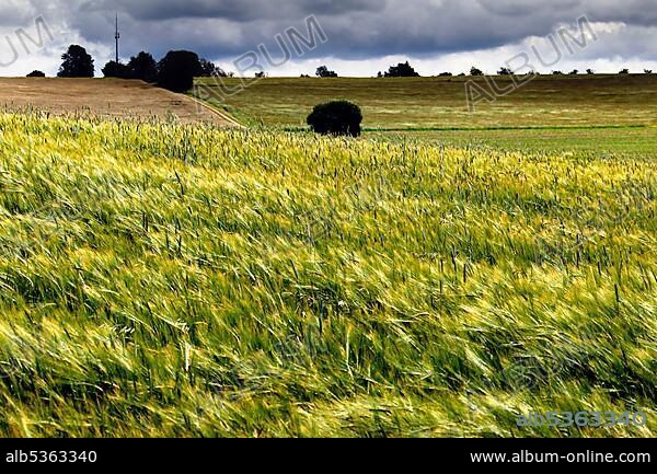 Wheat field, field, landscape, Green Belt, border path, former German-German border, Rudolphstein, municipality Berg, district Hof, Upper Franconia, Bavaria, Germany, Europe.