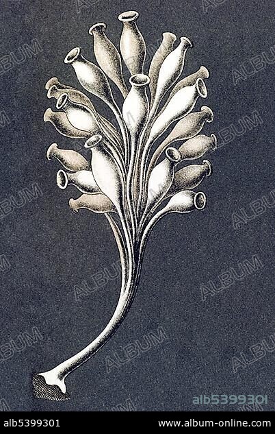 Historic illustration, tablet 5, title Calcispongiae, Calcareous Sponges, name Ascandra, R1/1 Ascilla gracilis, Ernst Haeckel, Kunstformen der Natur, "Artforms of Nature".