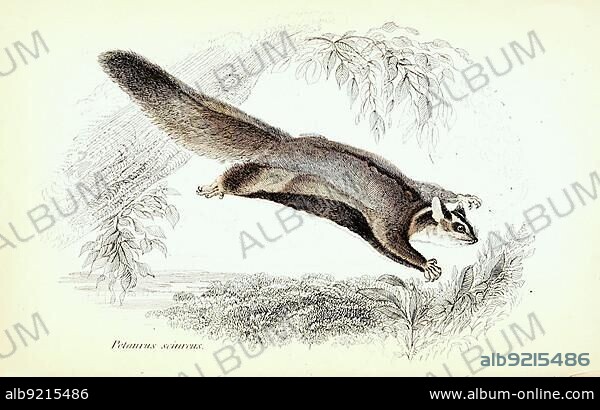 Petaurus sciureus, Gleithörnchenbeutler oder Eigentlichen Gleitbeutler, Historic, digitally restored reproduction from a 19th century original, The natural history marsupial mammal (marsupialia) or pouched animals, G.R. Waterhouse, 1841.