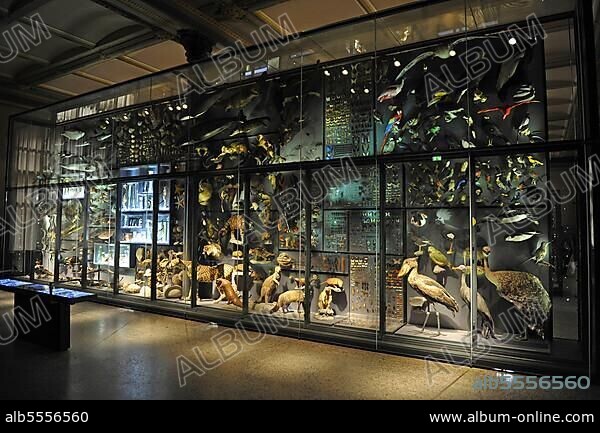 Display case with exhibits, Museum für Naturkunde, Berlin, Germany, stuffed animals, Europe.