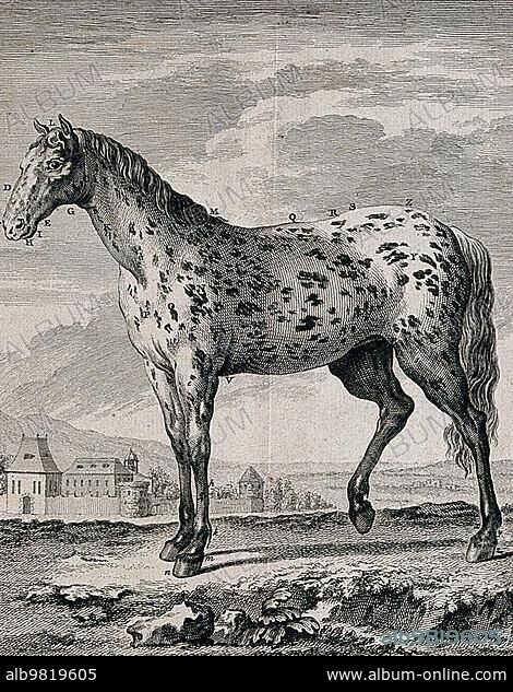 A spotted horse; piebald; grey; farmhouse in the background; Historic; digitally restored reproduction from a 19th century original.