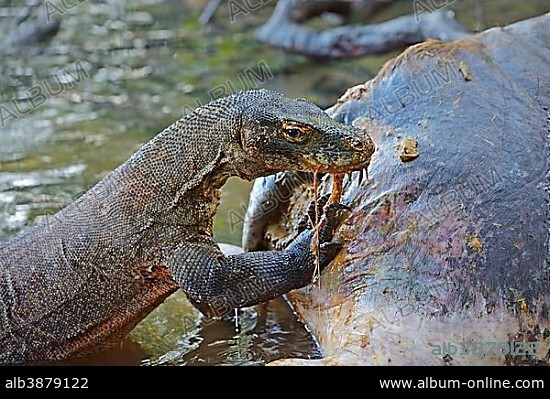 Komodo Dragon (Varanus komodoensis) feeding on the carcass of a buffalo that died in the mangrove area, Rinca Island, Komodo National Park, Indonesia, Asia.