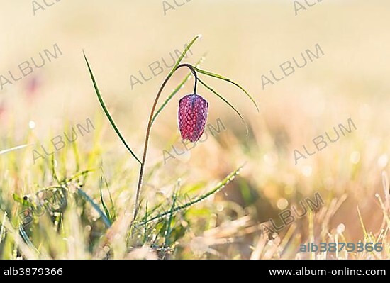 Snake's Head Fritillary (Fritillaria meleagris), Styria, Austria, Europe.