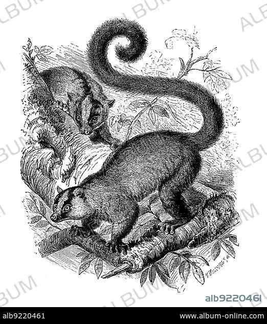 Masoala fork-marked lemur (Phaner furcifer), a primate species from the lemur group, digitally restored reproduction of an original from the 19th century, exact original date unknown.