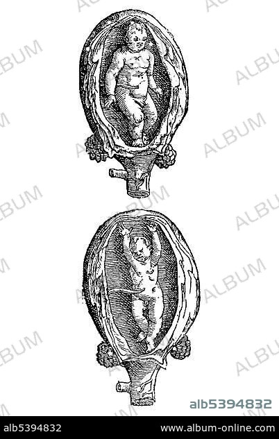 Woodcut, Partus non naturalis manibus ad latera demissis, Partus non naturalis manibus fupra caput porrectis, foetus in uterus, Aldrovandi, Historia Monstrorum, 1642, Renaissance.