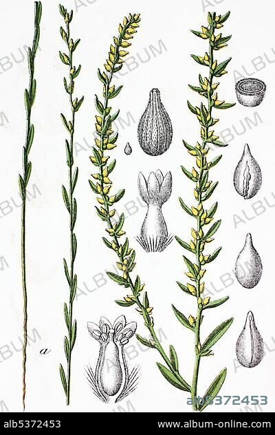 Mezereon (Thymelaea passerina), medicinal and useful plant, chromolithograph, 1881, historical illustration.