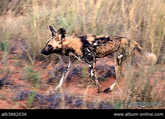 African Wild Dog (Lycaon pictus), adult, hunting, running, Tswalu Game Reserve, Kalahari Desert, North Cape, South Africa, Africa.