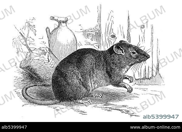 Woodcut, Brown rat, Common rat, Hanover rat, Norway rat, Norwegian rat, or Wharf rat (Rattus norvegicus).