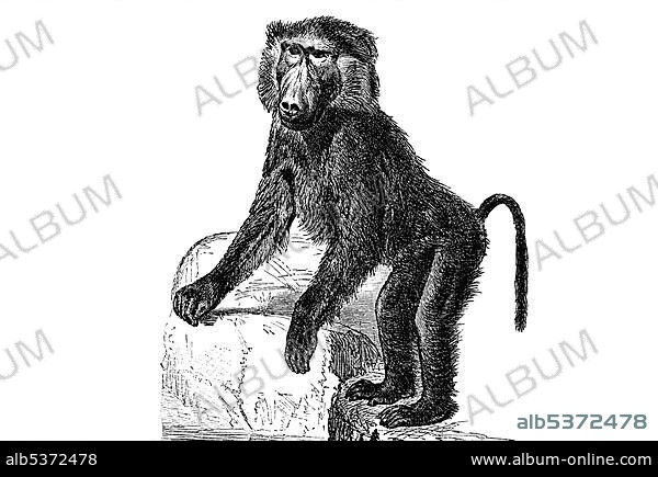 Woodcut, colobine monkey (Colobinae).