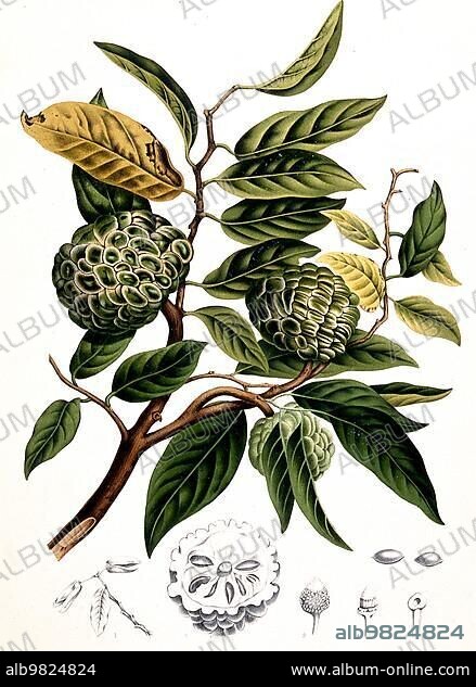 Sugar-apple (Annona squamosa); also called cream apple; sweet sack; sugar apple or cream annone; is a species of plant in the genus Annona within the annone family; Historic; digitally enhanced reproduction of a period original.