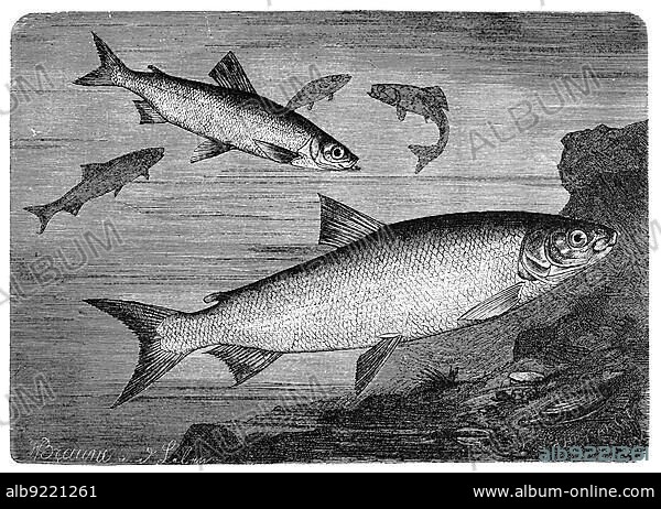 Fish, vendace, whitefish or emperor vendace albula, freshwater fish from the family of salmonids (Coregonus) and moray and Baltic vendace, Coregonus maraena, also called vendace or whitefish, fish from the family of salmonids belonging to the genus of whitefish, whitefish or vendace, Coregonus, Historic, digitally restored reproduction from a 19th century original.