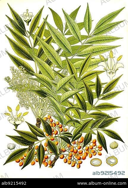 Medicinal plant, Rhus succedanea, Toxicodendron succedaneum, a species of plant in the genus Rhus within the sumac family, Historical, digitally restored reproduction from an 18th century original.
