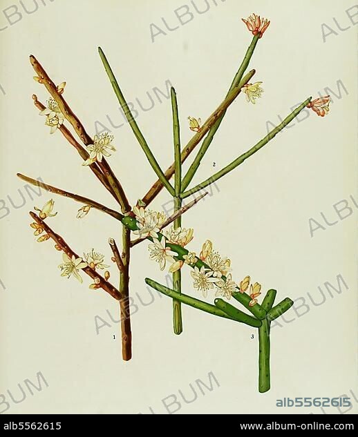 Kakteen und Sukkulenten, 1. Rhipsalis grandiflore, 2. Rhipsalis pulchra, 3. Rhipsalis grandiflora, digital restaurierte Reproduktion einer Originalvorlage aus dem 19. Jahrhundert, genaues Originaldatum nicht bekannt.