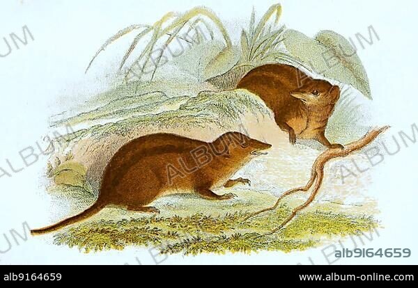 Common opossum (Didelphis marsupialis), is a species of marsupial in the opossum genus, digitally restored reproduction of an original 19th century original.