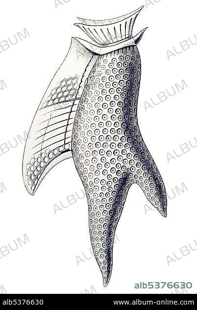 Historic illustration, tablet 14, title Peridinea, name Peridinium, 5/ Dinophysis homunculus, Ernst Haeckel, Kunstformen der Natur, "Artforms of Nature".