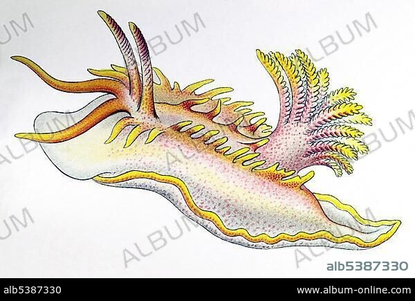 Historical illustration, Nudibranchia, Nudibranch, Sea Slug, Aeolis, Idalia elegans, Doridoidea, Plate 43 from Ernst Haeckel's Kunstformen der Natur, Art Forms of Nature.