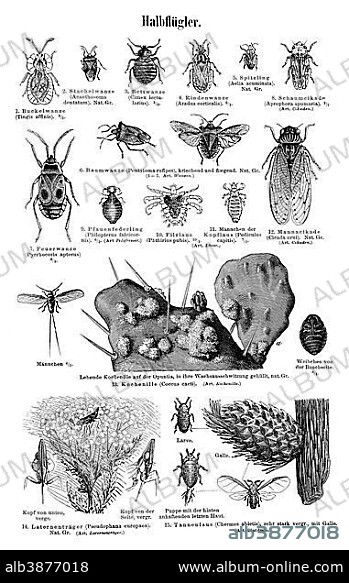 Wallchart with hemiptera or true bugs, illustration from Meyers Konversationslexikon, a German encyclopedia, 1897.
