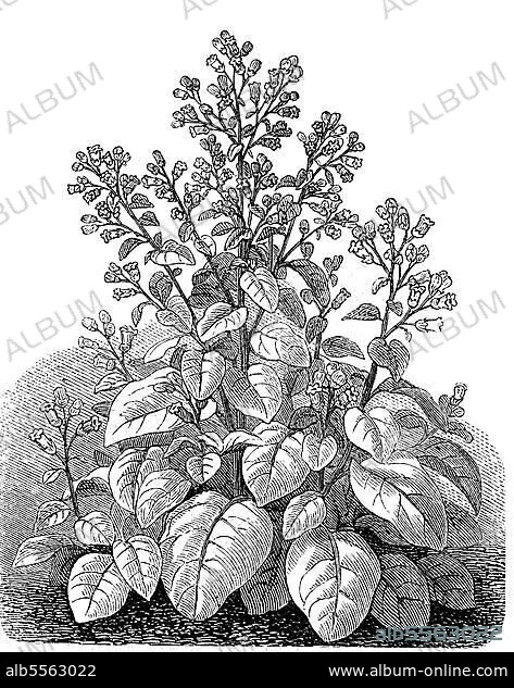 Bauern-Tabak (Nicotiana) rustica, auch Rundblatt-Tabak, Giftpflanze und Nutzpflanze aus der Familie der Nachtschattengewächse, digital restaurierte Reproduktion einer Originalvorlage aus dem 19. Jahrhundert.