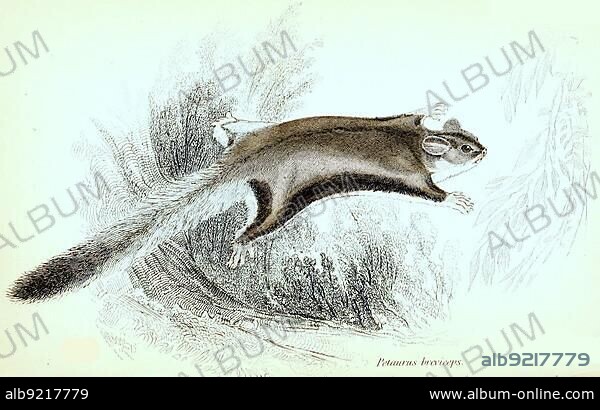 Sugar (marsupialia) gliders (Petaurus breviceps), Historical, digitally restored reproduction from a 19th century original, The natural history of or pouched animals, G.R. Waterhouse, 1841.