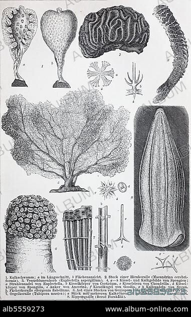 Historische Bilder verschiedener Coelenterata, ein veralteter Begriff, der die Tiergruppen (Cnidaria), Korallentiere, echte Quallen, Seeanemonen, Seepferdchen und ihre Verbündeten sowie Ctenophora, Kammquallen, umfaßt, digital restaurierte Reproduktion einer Originalvorlage aus dem 19. Jahrhundert.