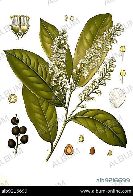 Medicinal plant, Prunus Laurus-Cerasus, Cherry laurel, Historical, digitally restored reproduction from a 19th century original.