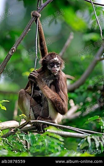 White-bellied spider monkey, long-haired spider monkey (Ateles belzebuth), dam with young animal on tree, occurrence South America, captive.