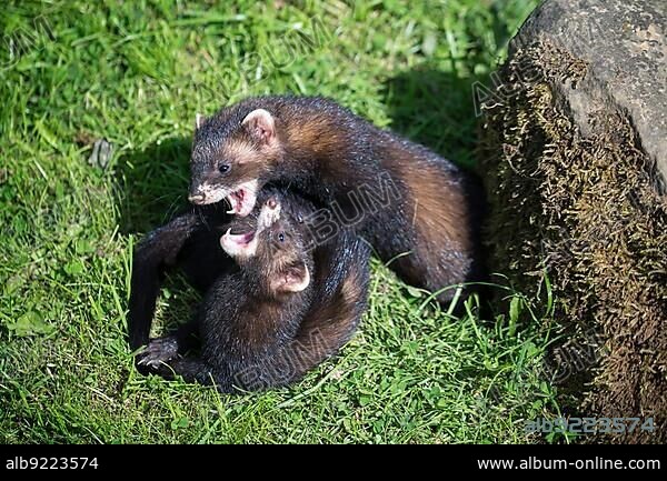 European Polecat (Mustela putorius) Play Fighting.