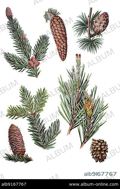 Twigs and cones, Norway spruce, Picea abies (top left), European larch, Larix decidua (top right), fir, white fir, Abies alba (bottom left), Scots pine also known as Scots pine, red pine, white pine or Scots pine, Pinus sylvestris (bottom right), Historic, digitally restored reproduction of a 19th century original.