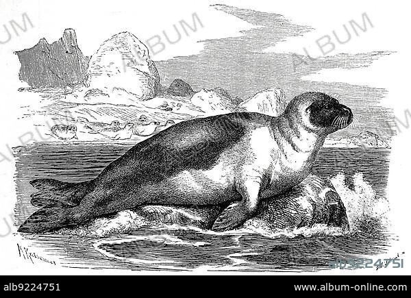 Harp seal (Pagophilus groenlandicus), Phoca groenlandica. a seal of the dog seal family common in the Arctic, Historical, digitally restored reproduction of a 19th century original, exact original date unknown.