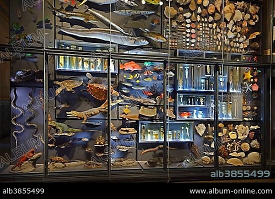 Glass cabinets with various exhibits of animals, Naturkundemuseum, Natural history museum, Berlin, Germany, Europe.