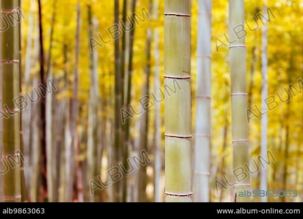 The secret bamboo forest of Fushimi Inari Shrine on a warm spring day near Kyoto Japan.