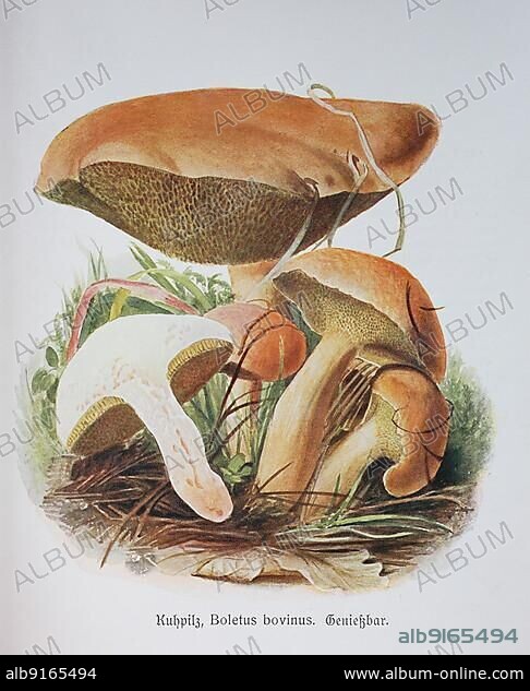Mushroom, cow mushroom, Boletus bovinus, cow boletus, Suillus bovinus, Historical, digitally restored reproduction of an illustration by Emil Doerstling (1859-1940).