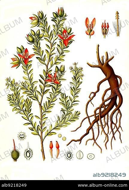Medicinal plant, Ratanhia, also para rhatany (Krameria lappacea), Historical, digitally restored reproduction from a 19th century original.